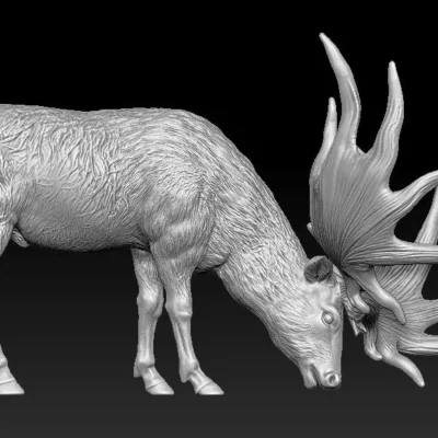 Megaloceros scew Grass male