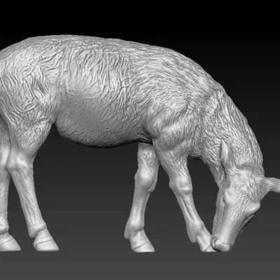 Megaloceros scew Grass female