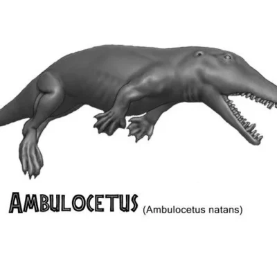 Ambulocetus