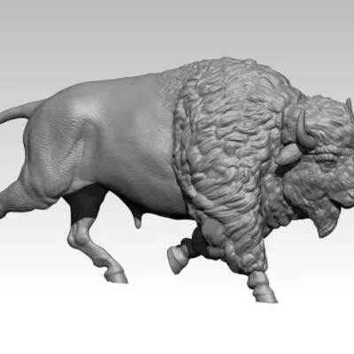 American Bison running