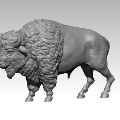 American Bison standing still