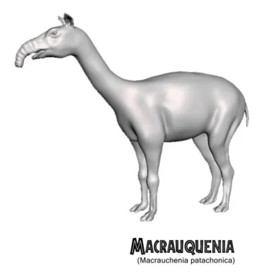 Macrauquenia
