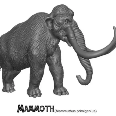 Mammuthus primigenius Mammoth