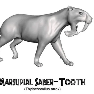 Marsupial saber-tooth