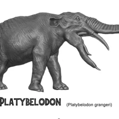 Platybelodon