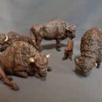 bison grazing photo review