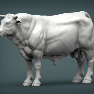 bull model