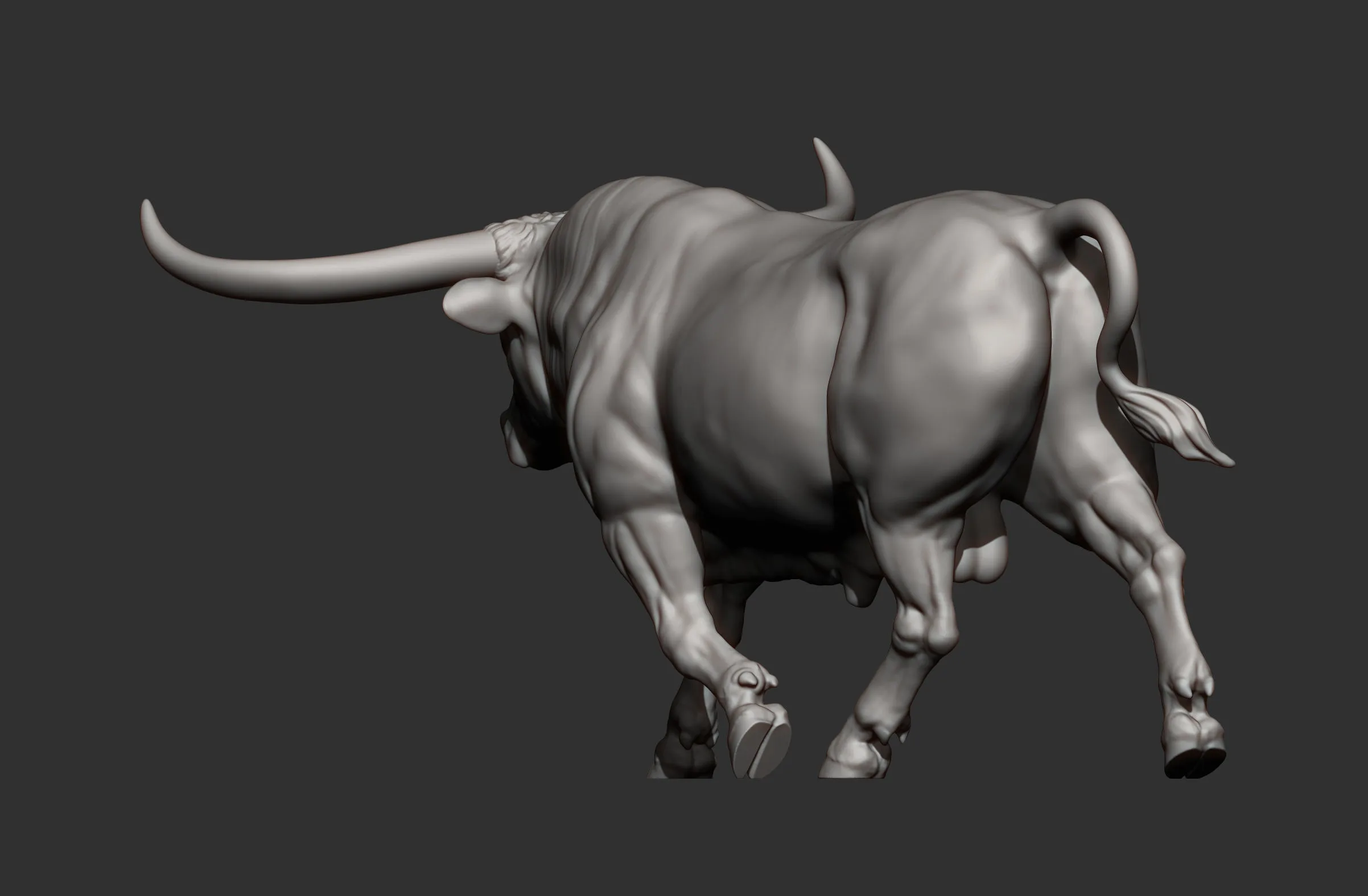 Texas Longhorn cattle bull running - Image 2