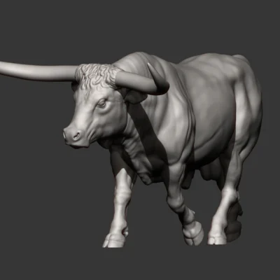 Texas Longhorn cattle bull running