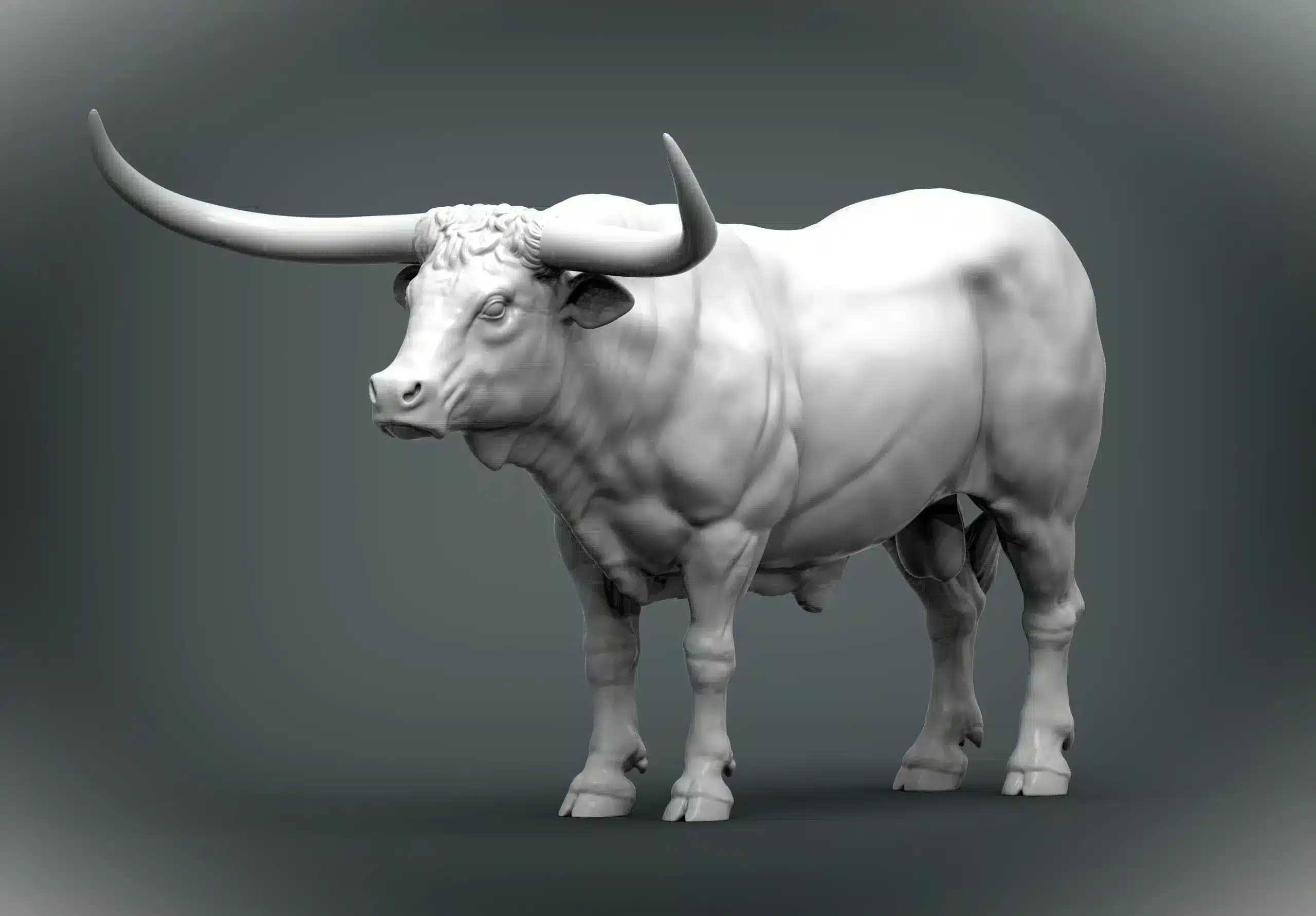 Texas Longhorn cattle bull standing