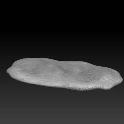 Uneven elongated base, medium size