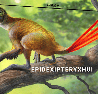 Epidexipteryx Hui, hands out - Life Sized Dinosaur