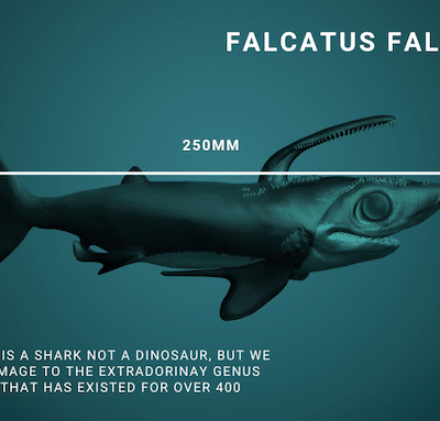 Falcatus Falcatus, happy - Life Sized "Dinosaur"