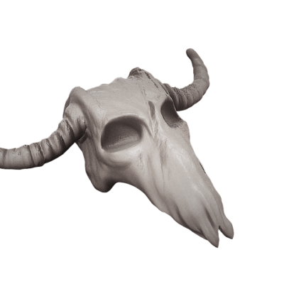 Longhorn Skull