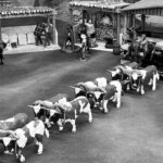 Two oxen with yoke photo review