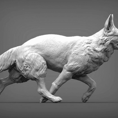 German Shepherd running