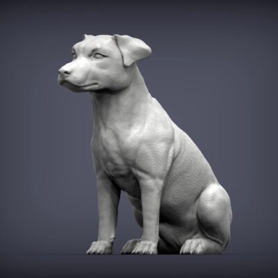 Jack Russell Terrier sitting