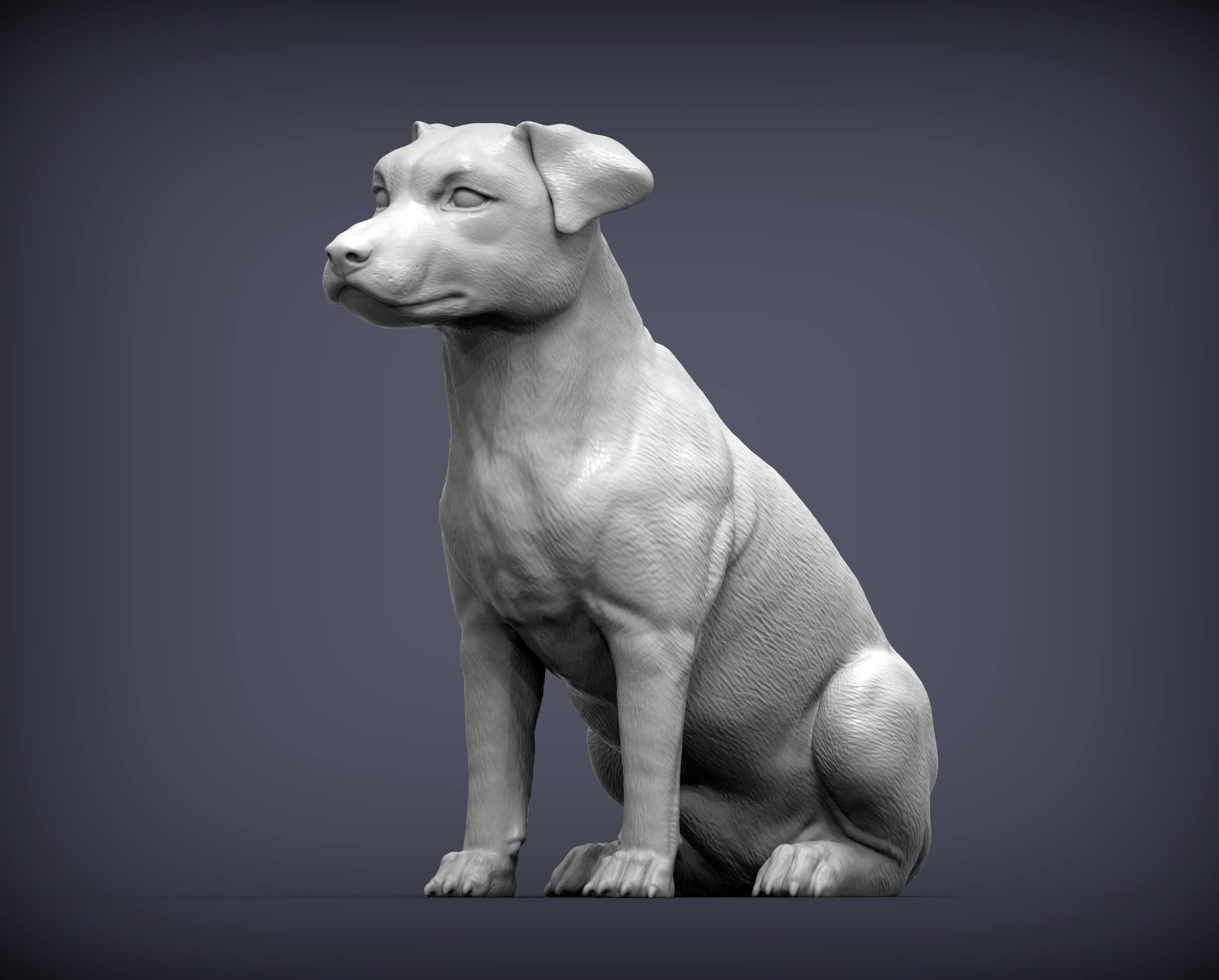 Jack Russell Terrier sitting