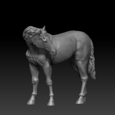 Native American Horse looking back