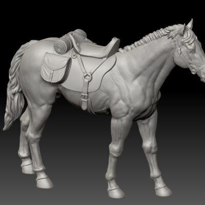 Horse standing still, head front